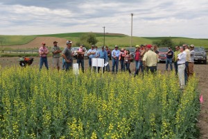Nearly 60 people attended the WOCS spring canola tour at St. John June 8. Dennis Roe, WSU and Nate Clemens, Croplan by Winfield, discuss varieties with one group on the tour.