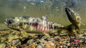 Chum salmon spawning. (Photo by Thomas Kline, Salmonography)
