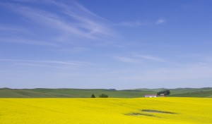 Canola is increasing in popularity among farmers in eastern Washington. It can be used for biofuels and food-grade oils.