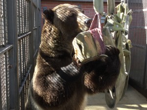 One of the WSU bears eating peanut butter as part of the Bear Center's enrichment program.
