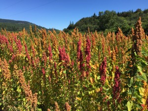 Colorful red bundles of quinoa seeds stand out on tall green plants in a field.