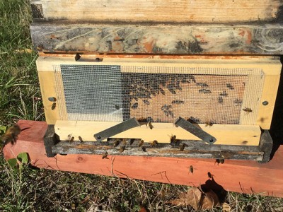 Bees forage on a warm November day. Screens protect the hive from intruders, but must be removed before winter.