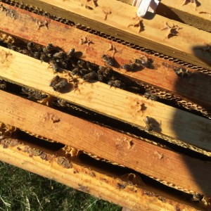 Inside a hive at the teaching apiary. Winter brings workers back to the hive to cluster for warmth.