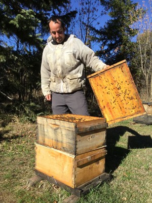 WSU technician Philip Baker examines a hive this fall.
