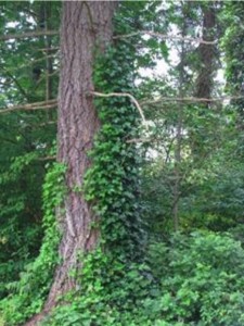 tree-ivy