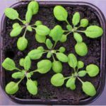 Researchers explored protease-inhibitor interaction in mouse-ear cress.