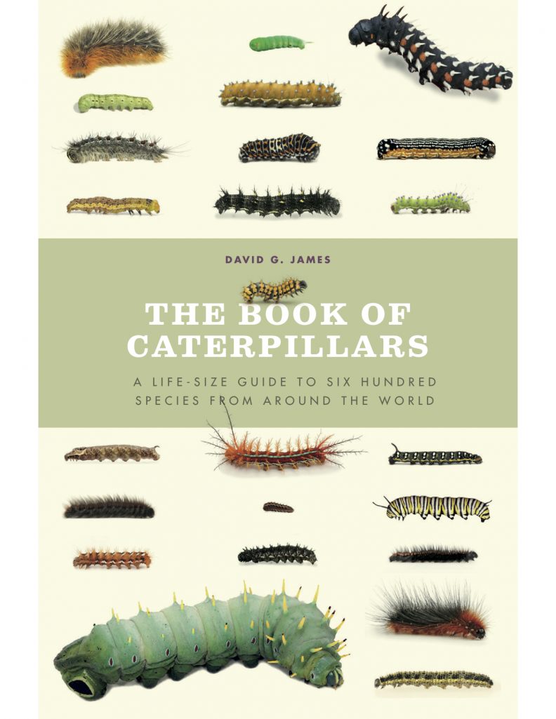 WSU scientist showcases beauty, diversity of caterpillars CAHNRS News