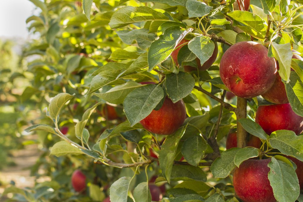 CBS Sunday Morning highlights Cosmic Crisp CAHNRS News Washington State University