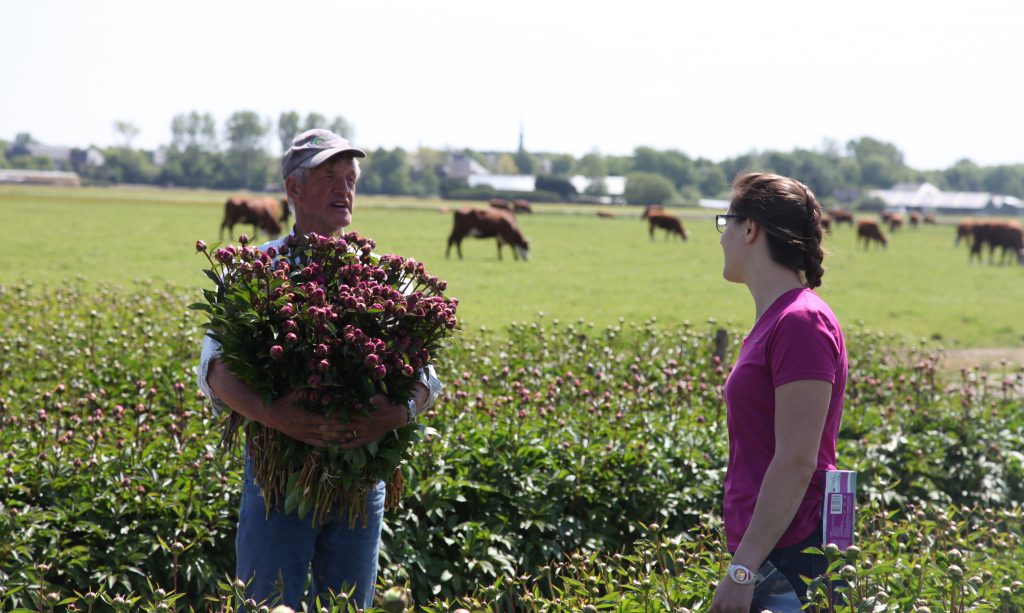 Student researcher Andrea Garfinkel chats with a farm worker in a Netherlands peony field.
