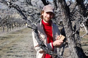 Robert Orpet in an orchard with a cardboard earwig trap