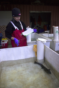 A woman in red overalls with purple gloves on holds a clipboard and pen, looking down into a tank of water with a chum salmon swimming around in it.