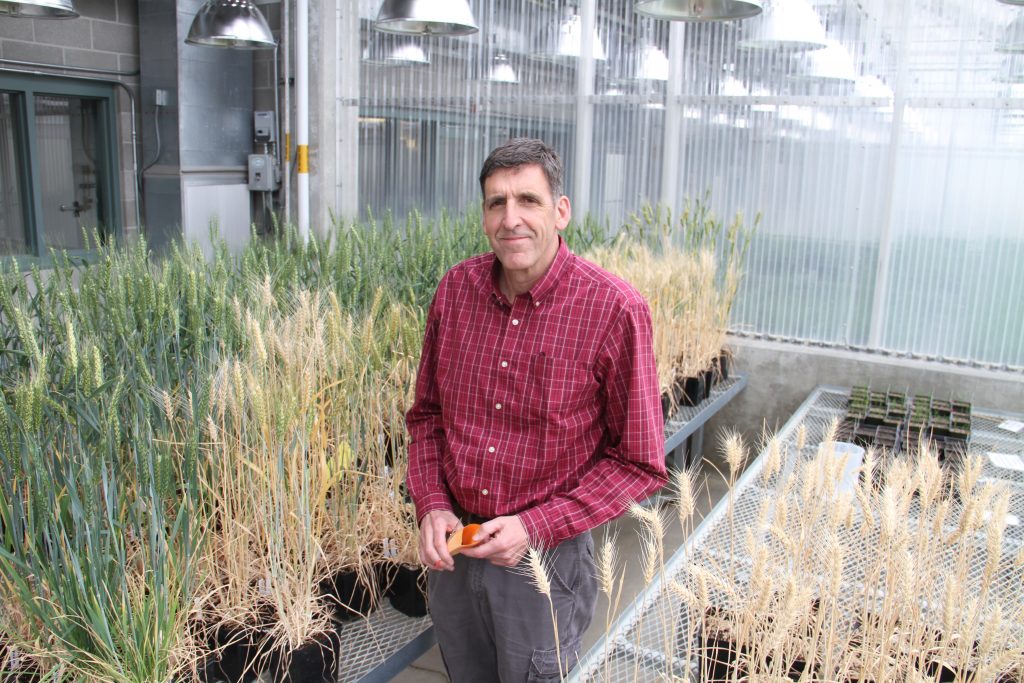 Interim leader Scot Hulbert to champion CAHNRS research efforts for