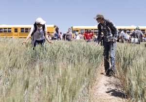 Visitors to Lind Field Day walk through and feel test test plots of wheat.