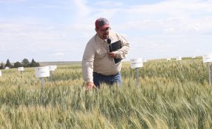 Mike Pumphrey talks in a field of green wheat.