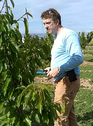 Per McCord with tools in the WSU cherry orchard.