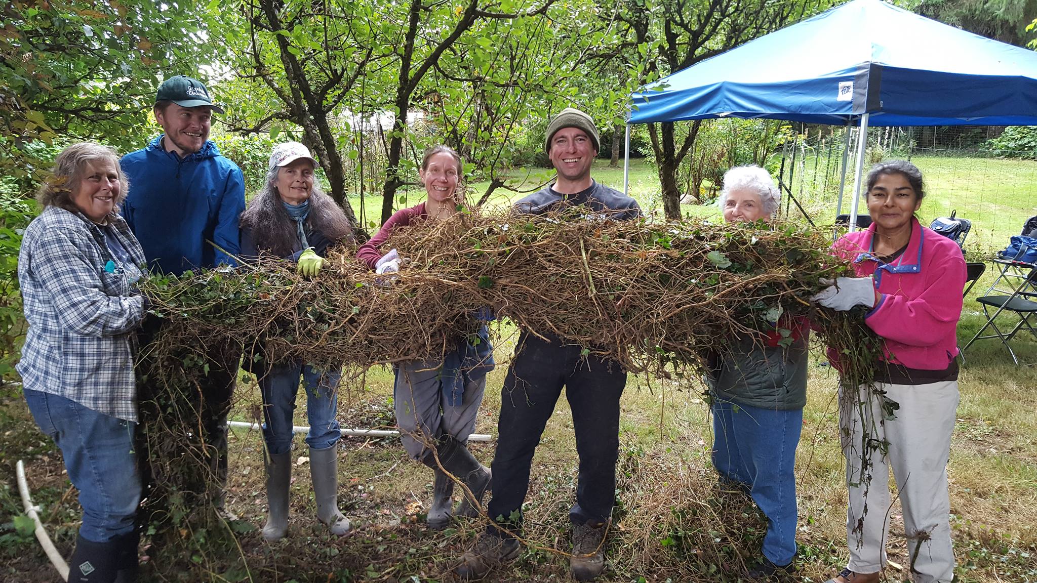 A line of seven workshop participants hold up a huge mass of invasive ivy.