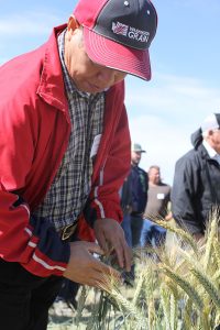 Xianming Chen handles a stalk of grain in a test plot.