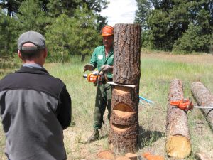 An expert demonstrates cuts on a stump using a saw at an Extension outdoor workshop.