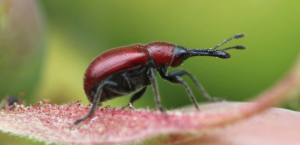 WSU entomologist's photo of a colorful red beetle crawling on a pink leaf.