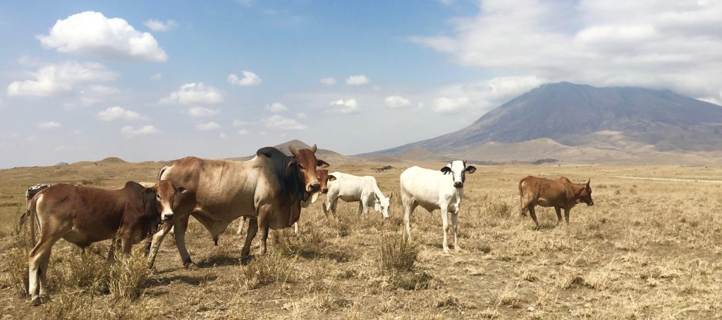 Several cattle walk in a dry, hilly field.
