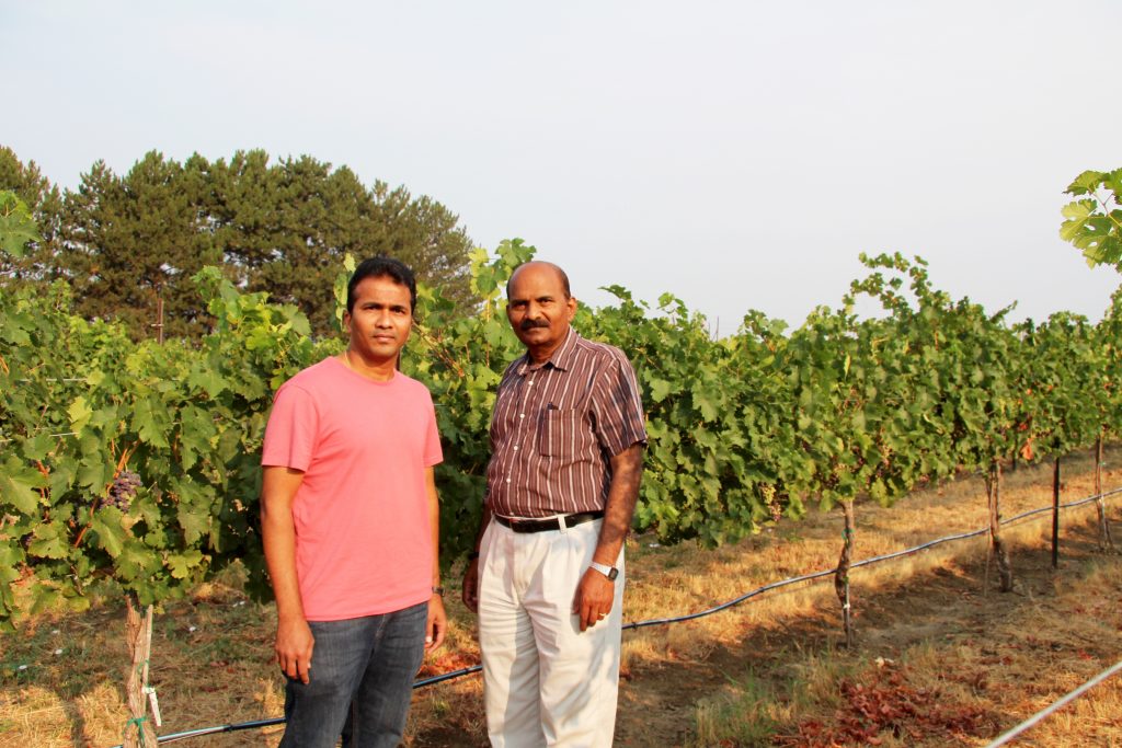 Sridhar and Rayapati, standing in a summer vineyard with healthy vines training into the distance.