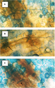 3 images stacked on top of each other. The top image is a bunch of mostly yellow cells with a few blue cells. The middle is a mix of yellow and blue, the bottom is mostly blue.