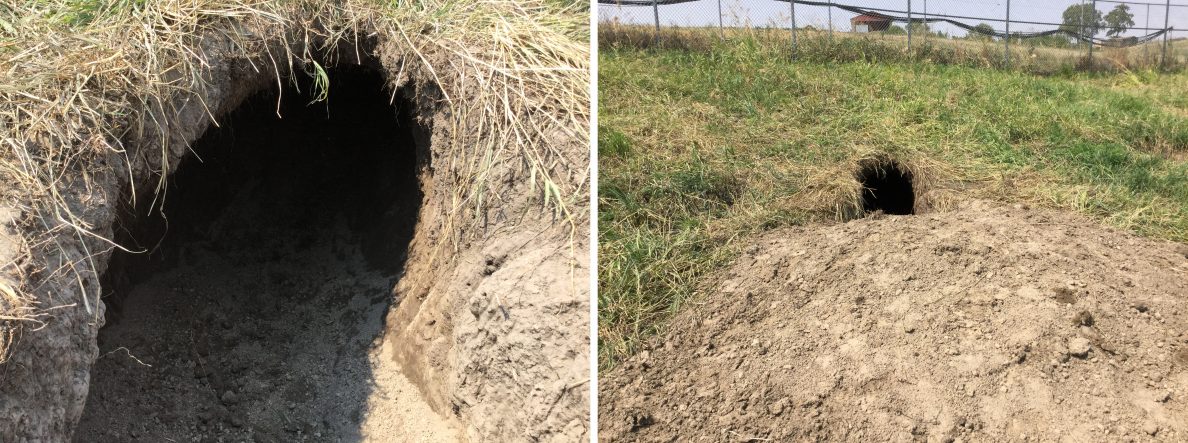 Dig A Den Driven to dig | CAHNRS News | Washington State University