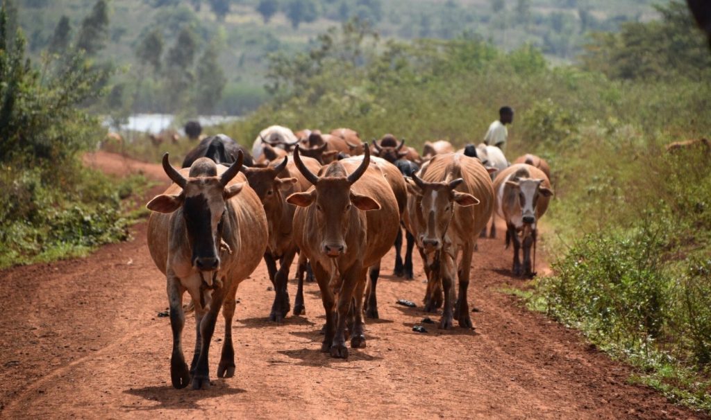 A herd of cattle walk down a road in East Africa