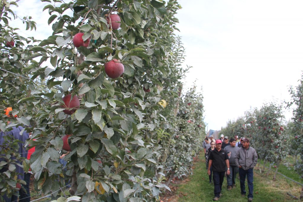 Visitors walking along a row of trees.