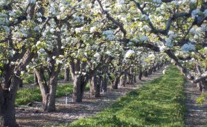 Scene of blooming apple trees