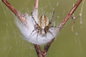 A brown-colored, spotted spider sits on a wisp of silk, on top of a woody stem