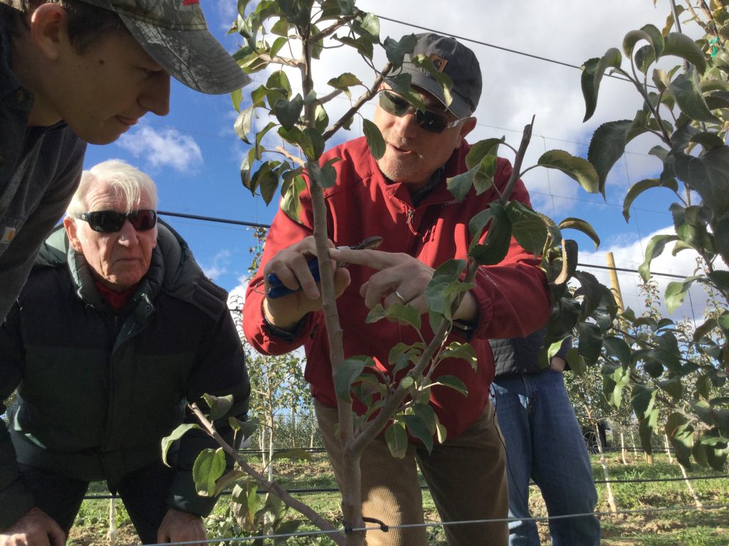 Musacchi, center right, shows off techniques with his hands on small tree as growers huddle.