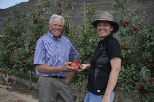 Two WSU researchers visiting a row of apple trees, holding apples.