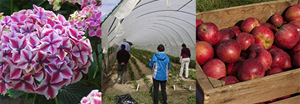 Composite image of a white and pink hydrangea; people examining vegetables in a hoophouse; and a box of cider apples.