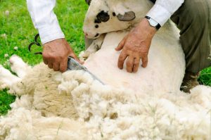 Man shearing sheep using shears; Photo shows the sheep partly sheared and man's hands and shears.