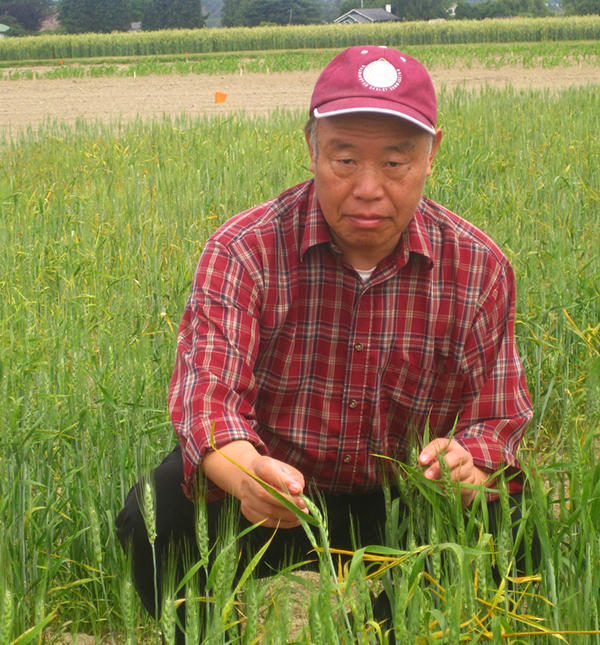 Red hatted Chen, crouching in a field of young wheat plants, showing their leaves.