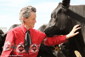 Grandin, in red western shirt, by the side of a cow.