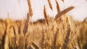 wheat field in summer sunset light, vintage toned photo