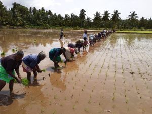 Farm field with people planting rice.