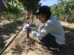 Vineyard worker crouches near grapevine with plastic cup.