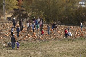 Several families mill about a pumpkin patch, with pumpkins all over the ground. Some people carry pumpkins, some are looking them over.