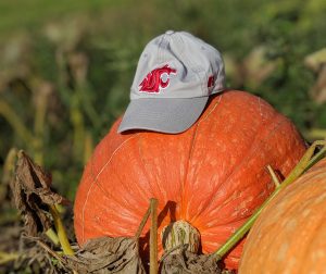 WSU Cougar-themed hat atop bright orange pumpkin