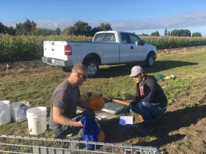 Two researchers work with pumpkins near a farm field.