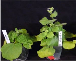 Containers with short, sick plants a left, taller healthy plants at right, with labels.