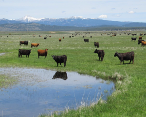 Cattle graze in a pasture with a pond, with a mountain range in the far distance.