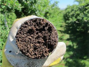 White gloved hand holding a round soil sample, trees in background