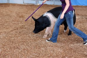 Stock image of a woman walking next to a pig using a stick to guide the pig in a fairgrounds arena.