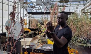Habiyareme, in foreground, and another lab member in background, harvesting seeds from quinoa plants in greenhouse.