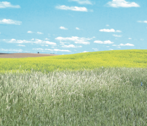 A wheat field with patches of feral rye weeds.