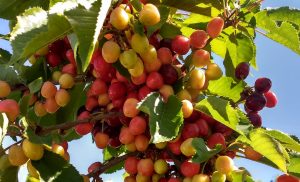 Tree branches bearing large numbers of small, red as well as pale cherries.